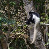  Arusha NP, TZ